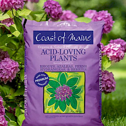 Acid Loving Plants