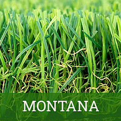 Montana