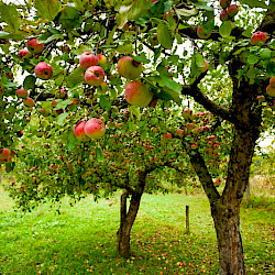 Apple Trees