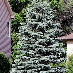 Blue Spruce