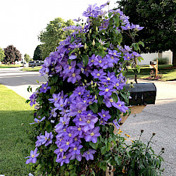 Clematis