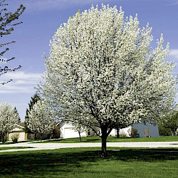 Cleveland Pear Tree