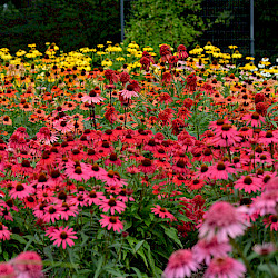 Coneflower