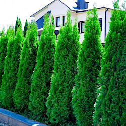 Emeral Green Arborvitae