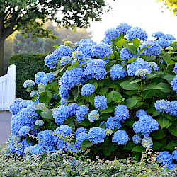 Endless Summer Hydrangea