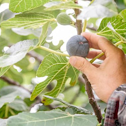 Fig Trees