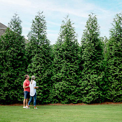 Green Giant Arborvitae