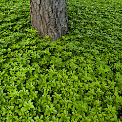 Ground Cover