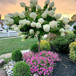 Hydrangea Tree