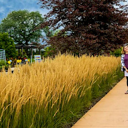 Ornamental Grass