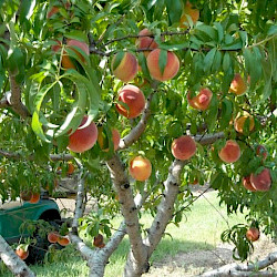 Peach Trees