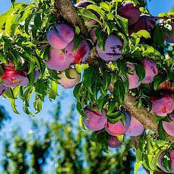 Plum Trees