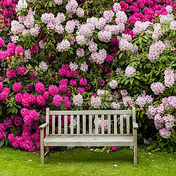 Rhododendron