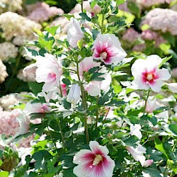 Rose of Sharon