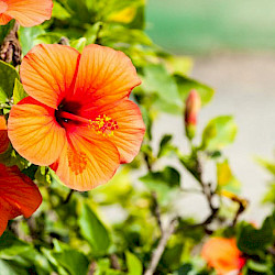 Tropical Hibiscus