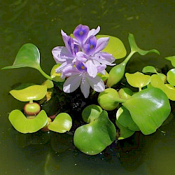 Water Hyacinth