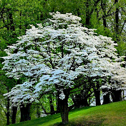 White Dogwood