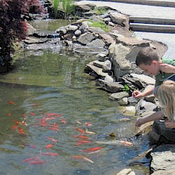 Fish Pond