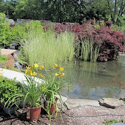 Fish Pond