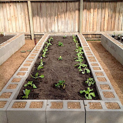 Cinder Blocks- Raised Bed Project